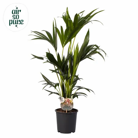 Kentia Howea ASP P19 100cm