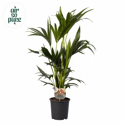 Kentia Howea ASP P19 100cm