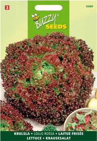 Krulsla lollo rossa 2g - afbeelding 4
