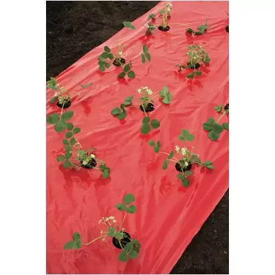 Kweekfolie aardbeien  0.95x5m - afbeelding 2