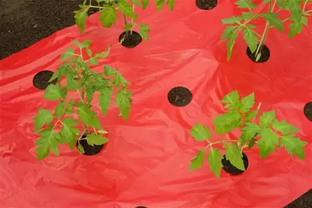 Kweekfolie voor tomaten 0.95x5m - afbeelding 2