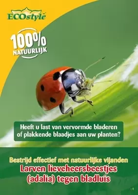 Larven lieveheersbeestje tegen bladluis 100 st. - afbeelding 2