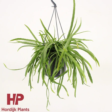 Lepismium bolivianum hangpot Pot15cm