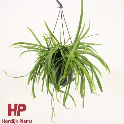 Lepismium bolivianum hangpot Pot15cm