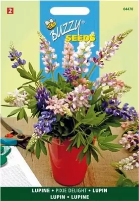 Lupinus nanus pixie delig mix2 g - afbeelding 3