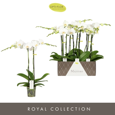 Maistro Beethoven 2 spike Pot12cm