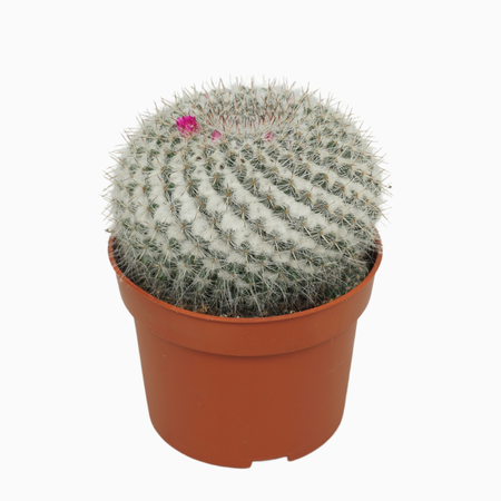 Mammillaria P10.5 hahniana