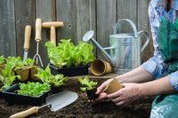 Moestuin