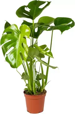 Monstera deliciosa P17cm