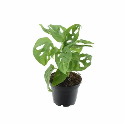 Monstera Monkey Leaf ZS