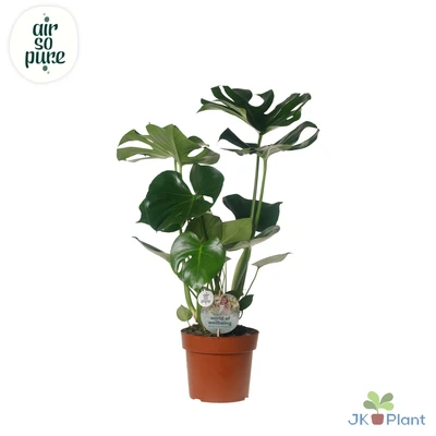 Monstera P17 Deliciosa ASP 