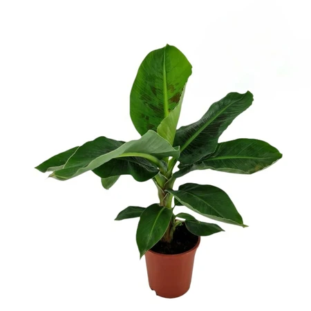 Musa tropicana p17