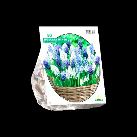 Muscari mix 50st