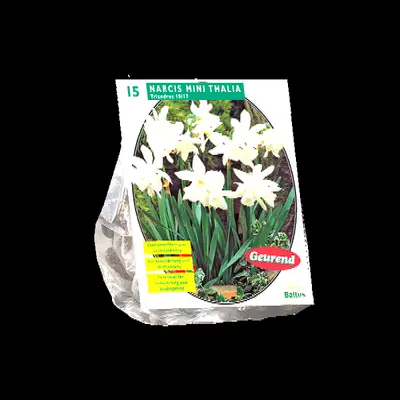 Narcis mini thalia per 15