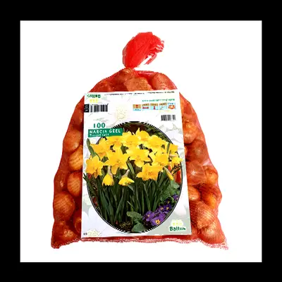 Narcissus geel 100st