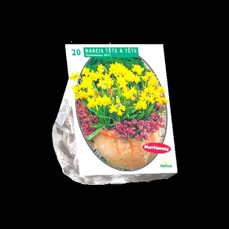 Narcissus mini tete a tete 20st