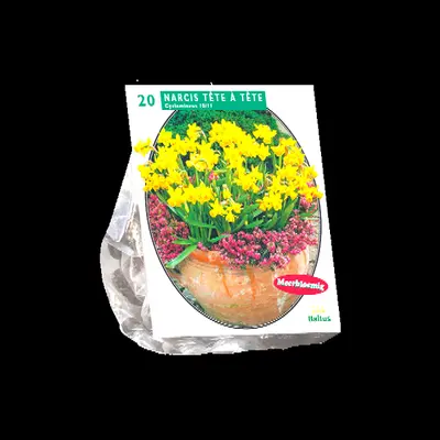 Narcissus mini tete a tete 20st