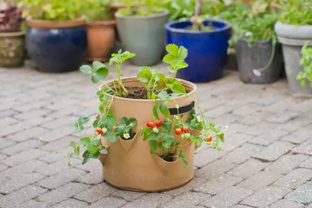 Nature plantenkweekzak voor aardbeien H35 x Ø35cm - afbeelding 3