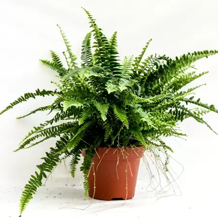 Nephrolepis Green Lady H60 P17 cm