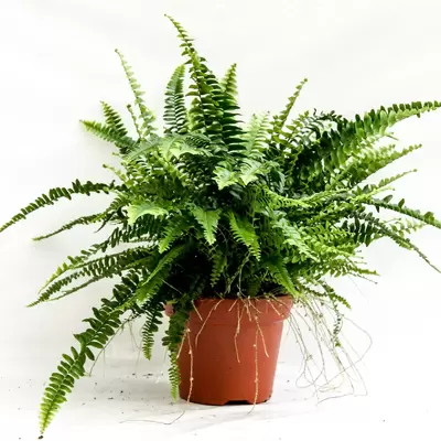 Nephrolepis Green Lady H60 P17 cm
