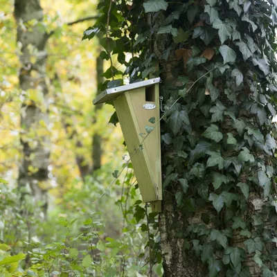 Nestkast boomkruiper l18b14h42cm - afbeelding 2
