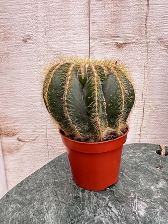 Notocactus P8.5 Magnificus - afbeelding 1