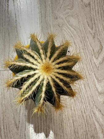 Notocactus P8.5 Magnificus - afbeelding 2