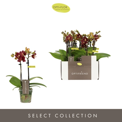 Optifriend Esmee 2 spike Pot7 cm
