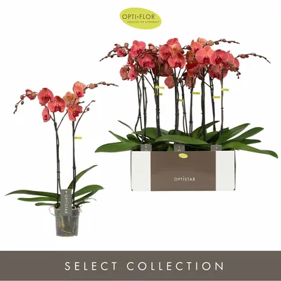 Optistar Asian Coral 2spike -Pot12cm - afbeelding 2