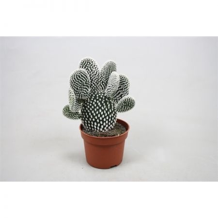 Opuntia mycrodasys P8,5 H15 cm