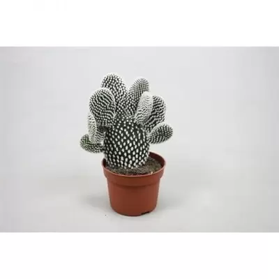 Opuntia mycrodasys P8,5 H15 cm