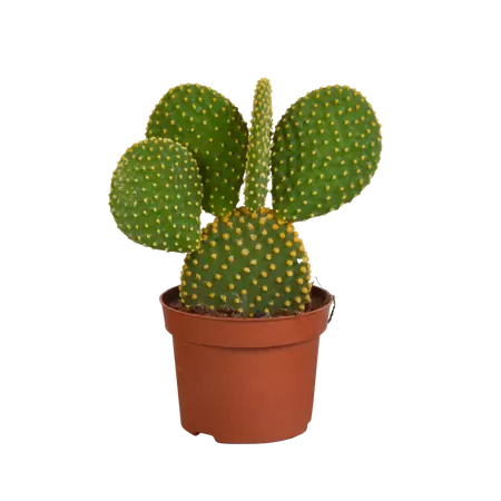 Opuntia mycrodasys P8,5 H20 cm
