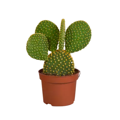 Opuntia mycrodasys P8,5 H20 cm