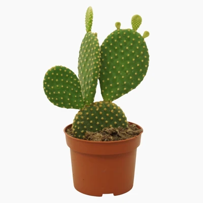 Opuntia P10.5 microdasys var. Pallida