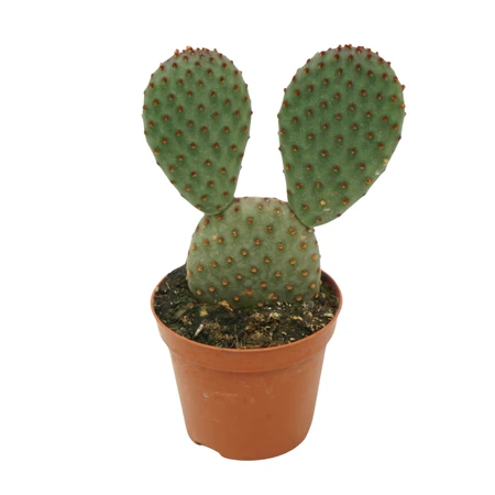 Opuntia P8.5 macrocalyx