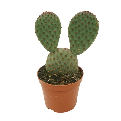 Opuntia P8.5 macrocalyx