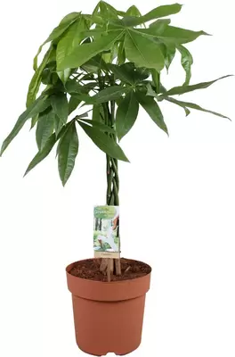 Pachira Aquatica gevlochten p19h70cm