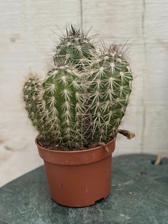 Pachycereus P10.5 pringlei group - afbeelding 1