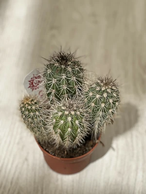 Pachycereus P10.5 pringlei group - afbeelding 2
