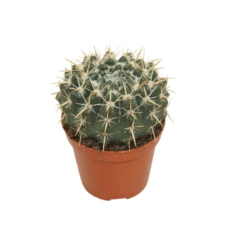 Parodia P8.5 mammulosa Notocactus