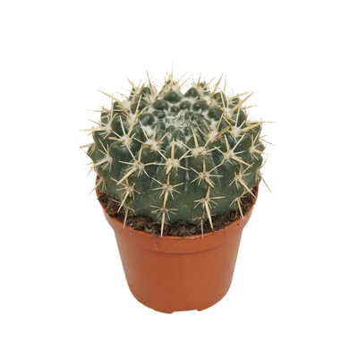 Parodia P8.5 mammulosa Notocactus