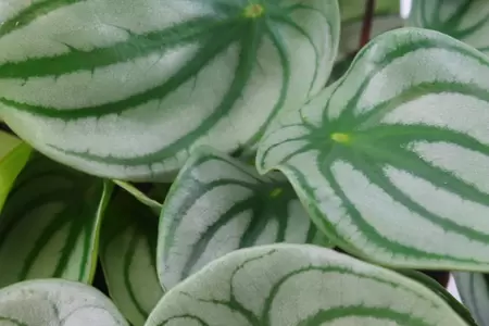 Peperomia argyreia p12h20cm - afbeelding 2