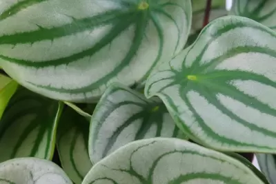 Peperomia argyreia p12h20cm - afbeelding 2