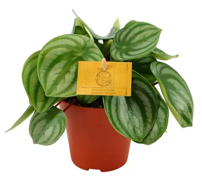 Peperomia argyreia p12h20cm - afbeelding 1