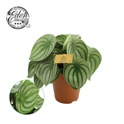 Peperomia argyreia P15 - afbeelding 2