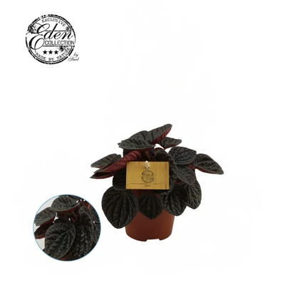 Peperomia Chocolat P12