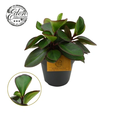 Peperomia clus Red Margin P15