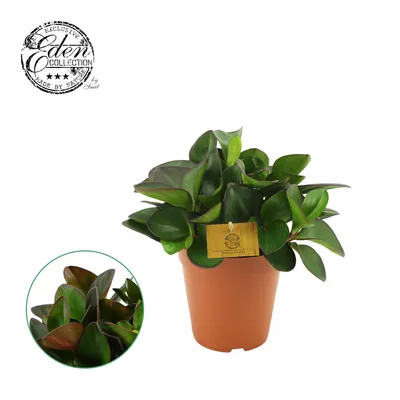 Peperomia Clussifolia Red Margin P12