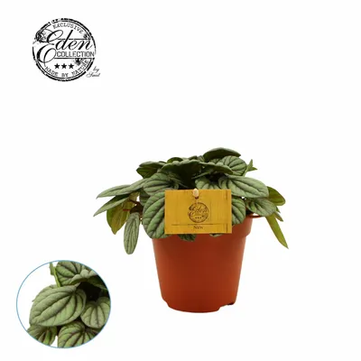 Peperomia Mistique P12