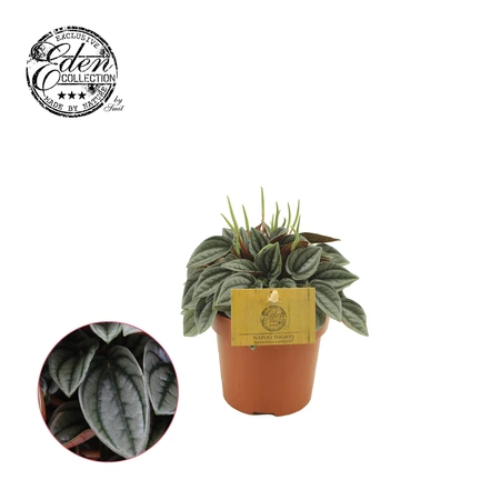Peperomia Napoli Nights P10.5